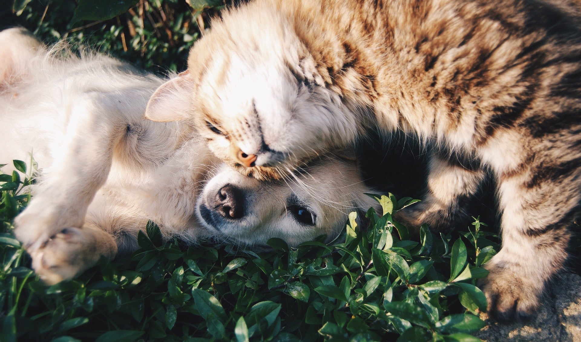 Cats vs Dogs, which has the Better Sense of Smell?