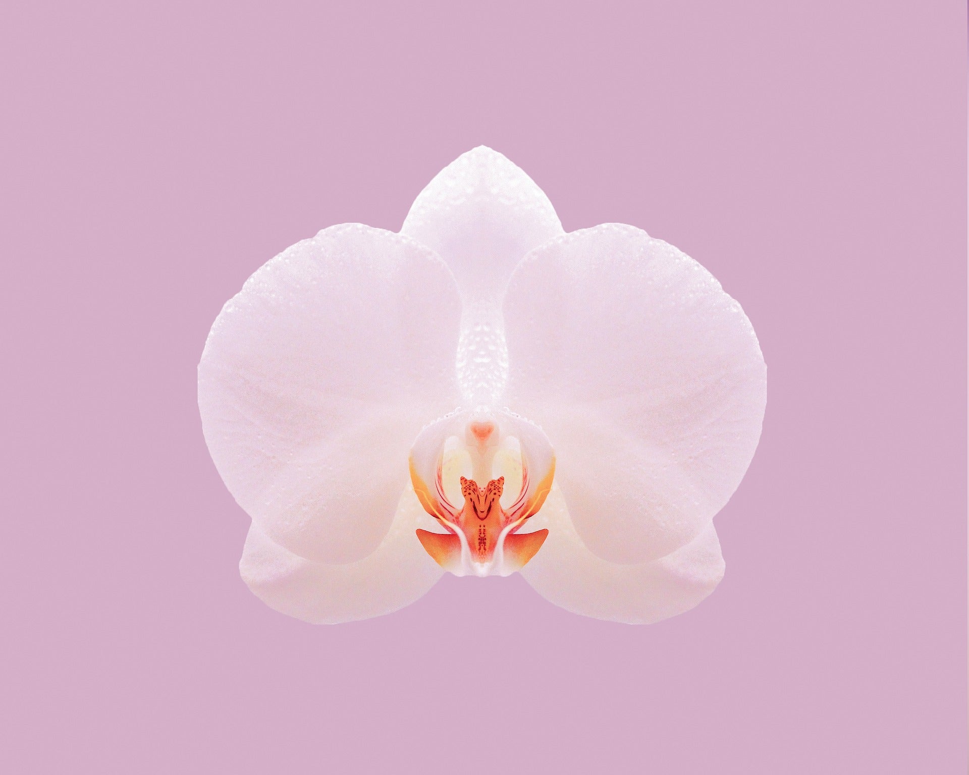 Do Orchids have an Aroma?